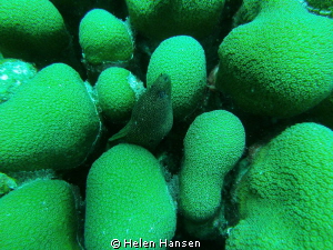 Eel by Helen Hansen 